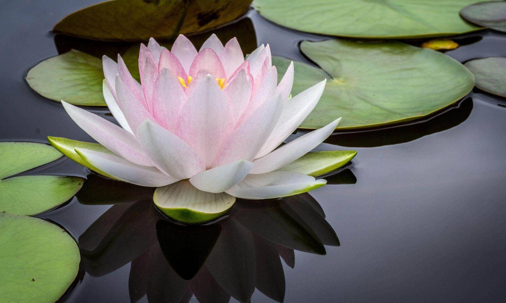 The lotus blossom is a symbol of purity that has many uses in holistic health practice