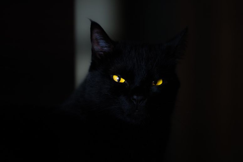 A jet-black cat with brilliant yellow eyes sits in shadow
